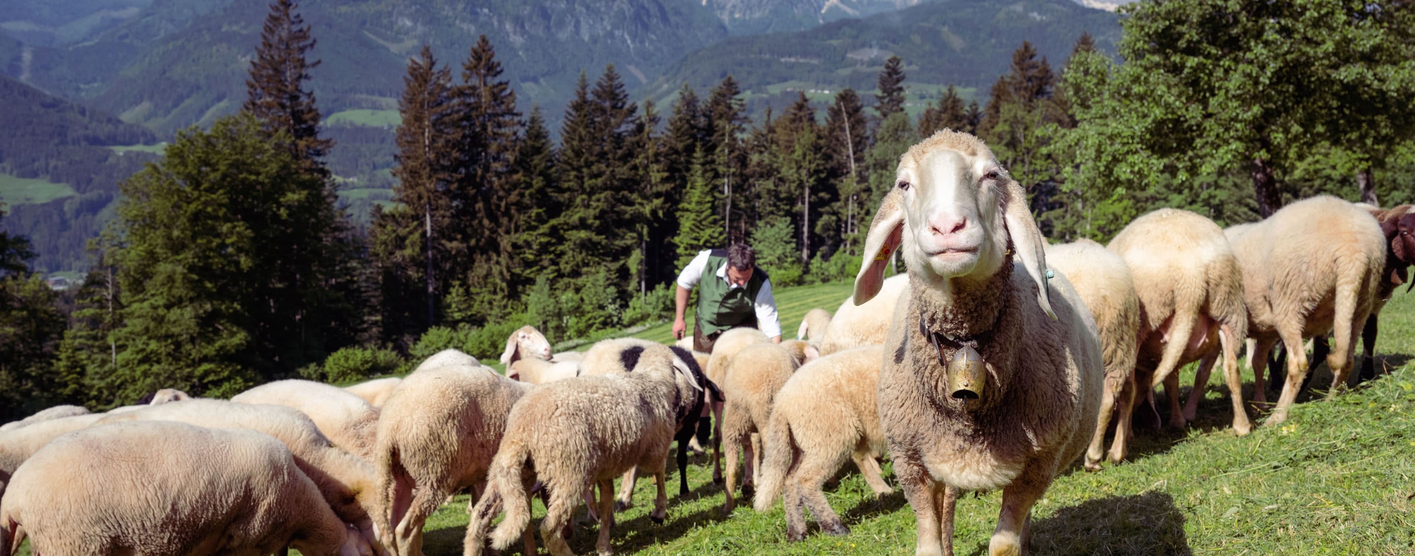 Schafherde beim Familienbauernhof Samerhof in Pfarrwerfen, Salzburger Land
